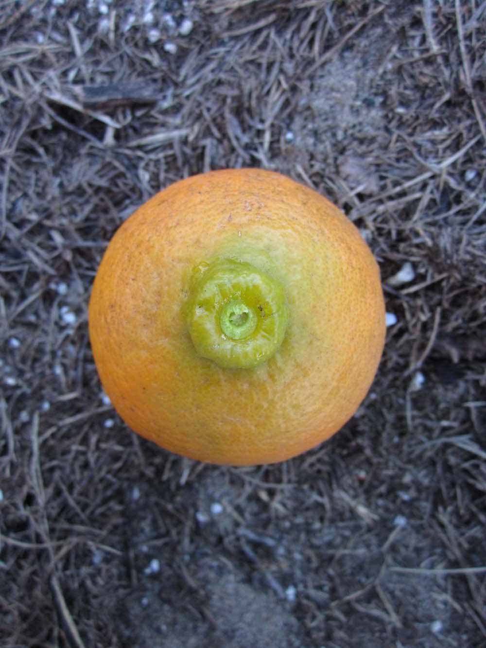            Fruit (Winter Haven, FL)   